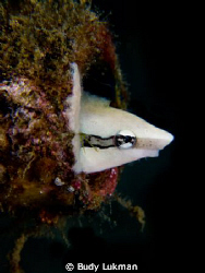Blenny play peek a boo by Budy Lukman 